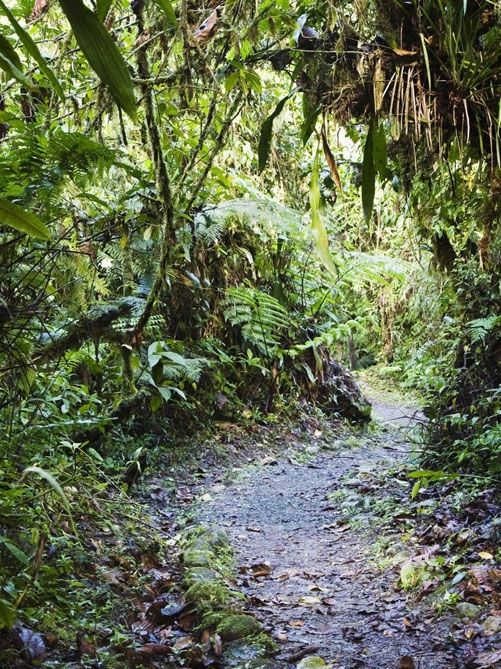 Tapantí Nationalpark