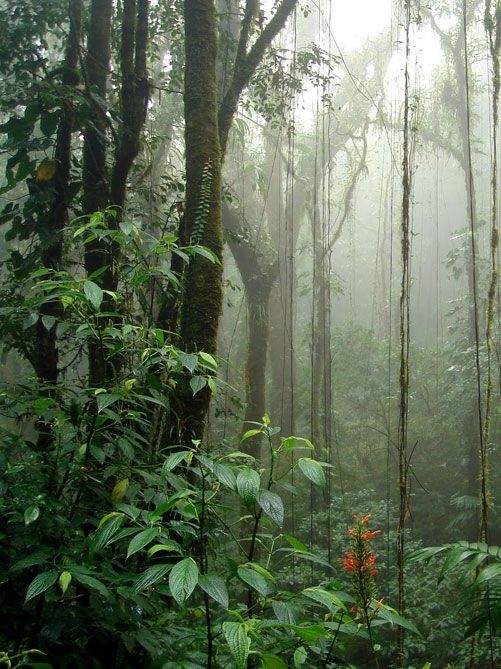 Biological Station El Bejuco