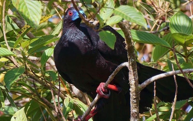 Half Day Birding Tour ARA Tours