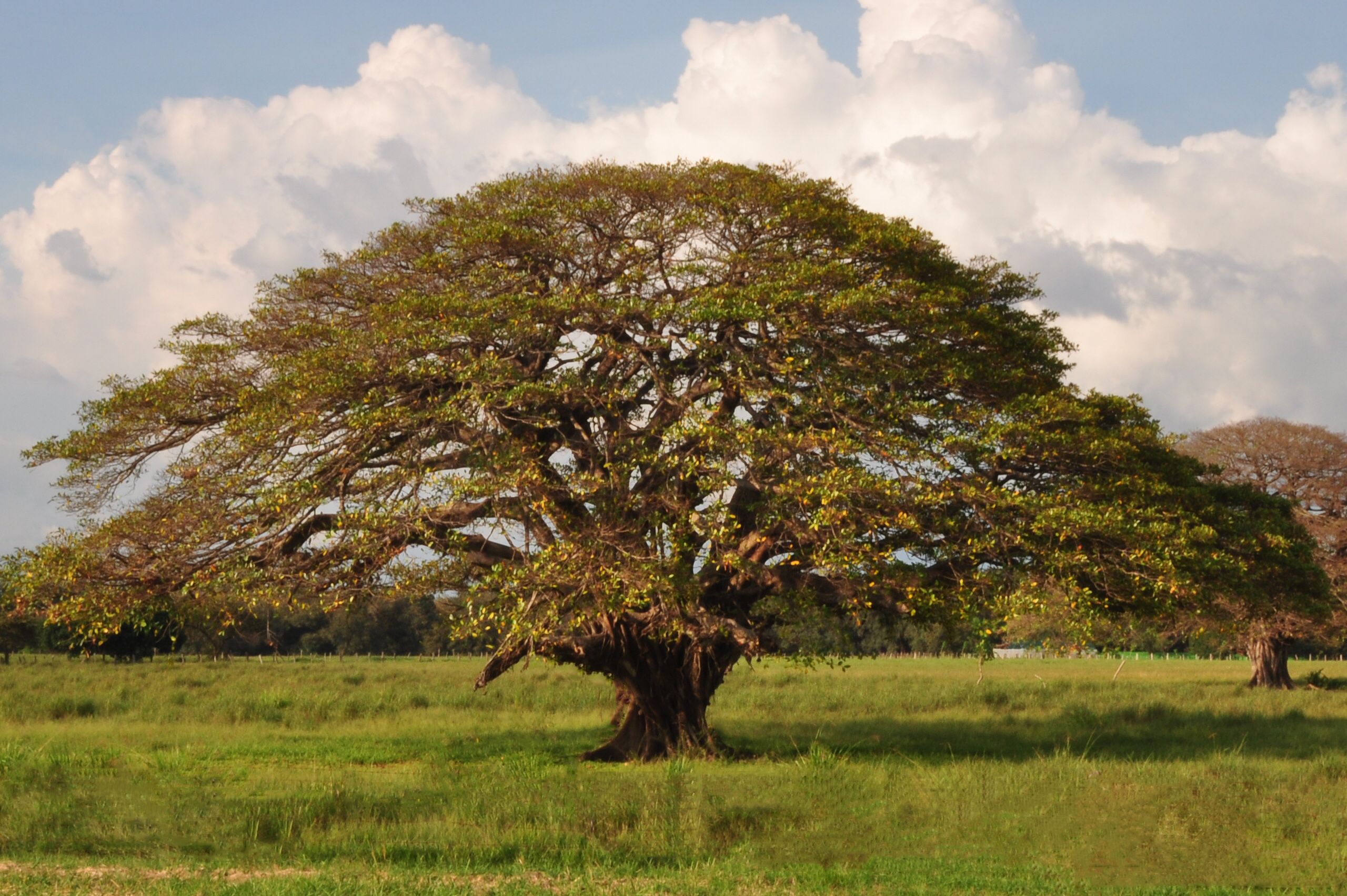 Parque Nacional Guanacaste