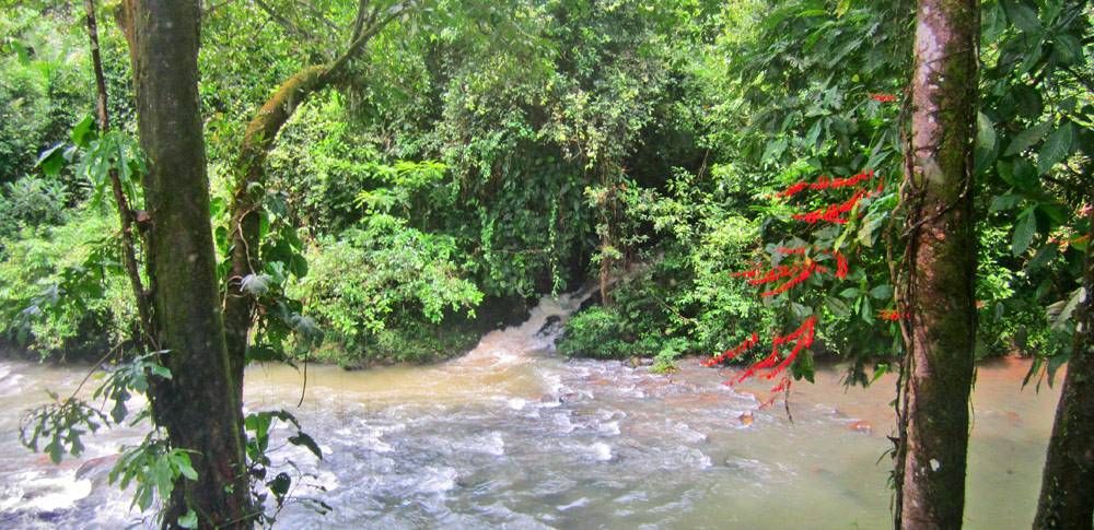 Need to relax? Become one with nature in Sarapiquí