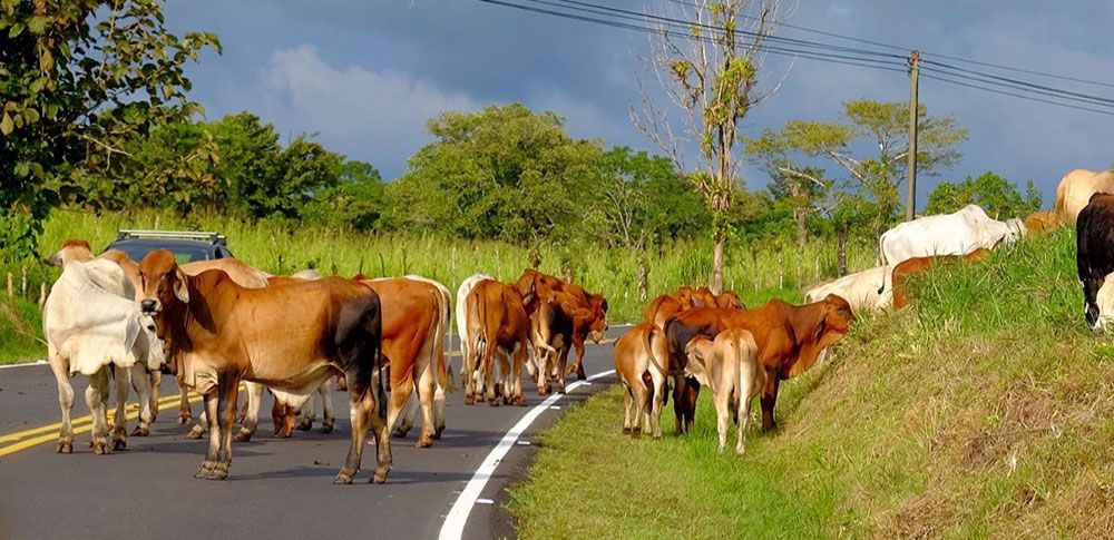 Renting a car and driving in Costa Rica