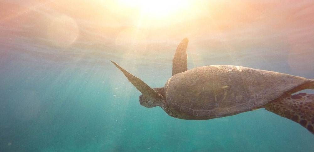 Schildkröten in Costa Rica