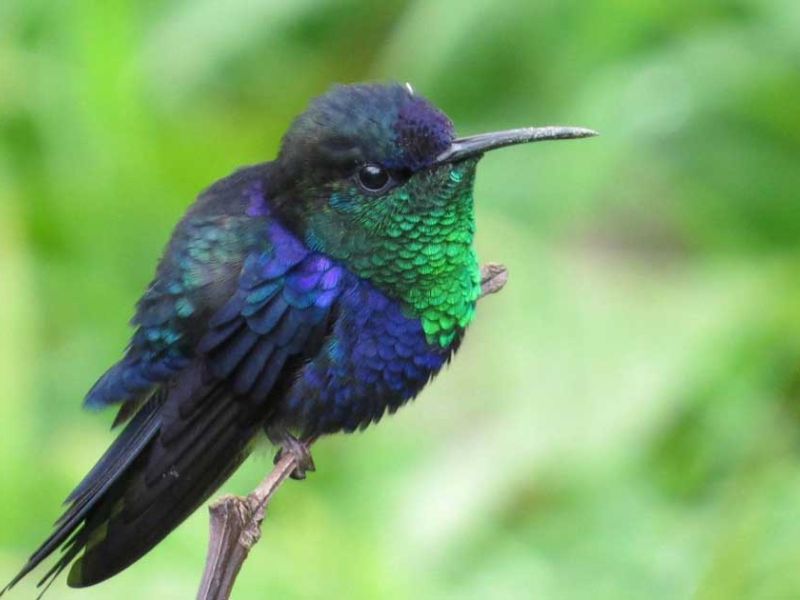 Vogelbeobachtungs- Reise als individuelle Mietwagentour in Komfort Hotels