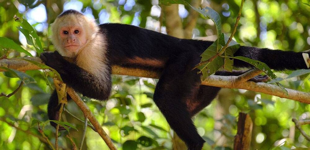 Die besten Nationalparks in Costa Rica