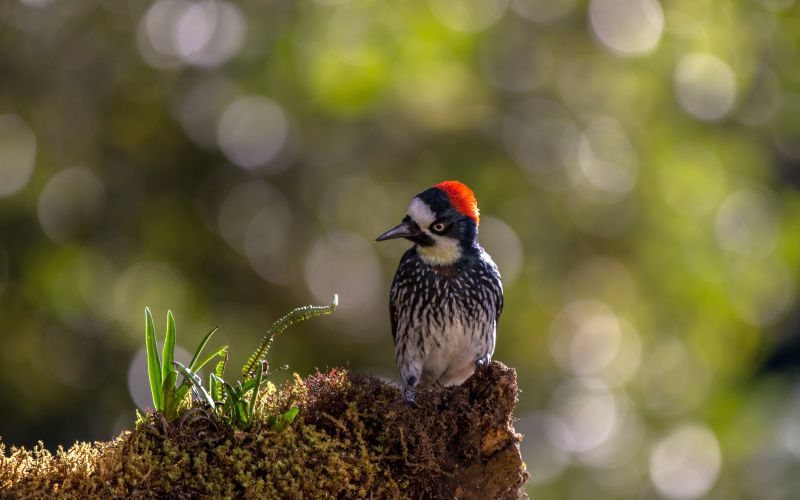 Vogelbeobachtungstour Komfort ARA Tours