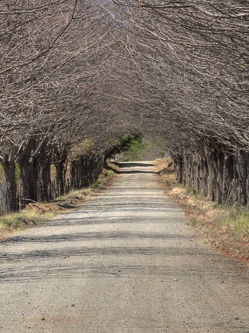 Diriá National Park