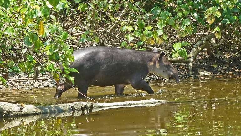 Reserva Vida Silvestre Barú